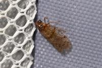 Cixius