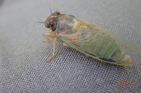 Lyristes plebejus