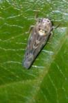 Lamprotettix nitidulus