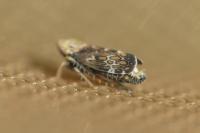 Errastunus ocellaris