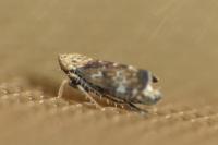 Errastunus ocellaris