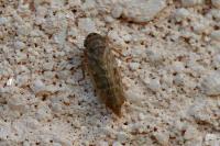 Euscelis
