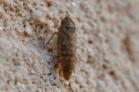 Euscelis