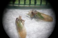 Psylla buxi