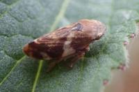 Philaenus spumarius