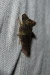 Ledra aurita