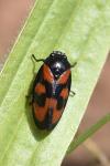 Cercopis vulnerata