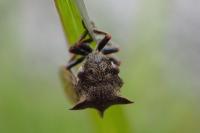 Centrotus cornutus