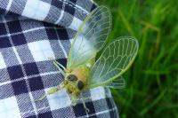 Cicadetta