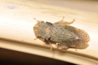Ledra aurita