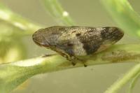 Aphrophora alni