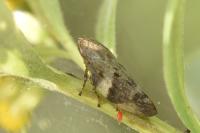 Aphrophora alni