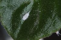 Pseudococcus longispinus