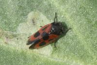 Haematoloma dorsata