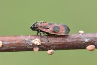Haematoloma dorsata