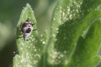 Macrosiphoniella absinthii