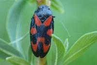 Cercopis vulnerata