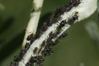 Macrosiphoniella artemisiae