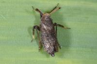 Asiraca clavicornis