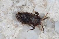 Asiraca clavicornis