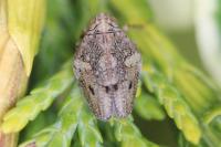 Issus coleoptratus