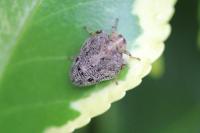 Issus coleoptratus