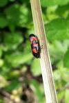 Cercopis vulnerata