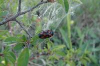 Cercopis vulnerata