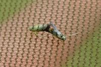 Eupteryx