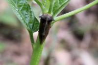 Centrotus cornutus