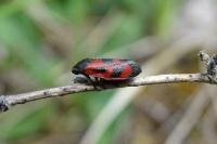 Haematoloma dorsata