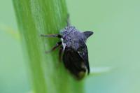Centrotus cornutus