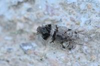 Cixius nervosus