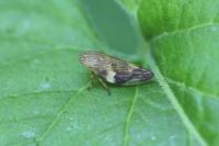 Aphrophora alni