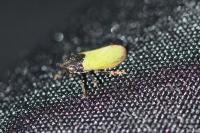 Tettigometra laeta