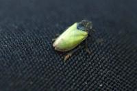 Tettigometra laeta