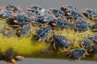 Pterocomma salicis