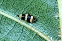Eupterycyba jucunda