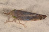 Synophropsis lauri