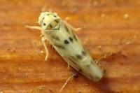 Linnavuoriana decempunctata