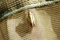 Evacanthus interruptus