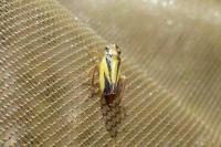 Evacanthus interruptus