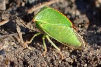 Stictocephala alta