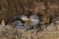 Conomelus