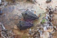 Tuberolachnus salignus