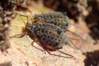 Tuberolachnus salignus