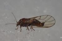 Cacopsylla melanoneura