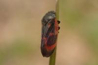 Haematoloma dorsata