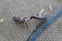 Asiraca clavicornis