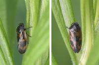 Haematoloma dorsata